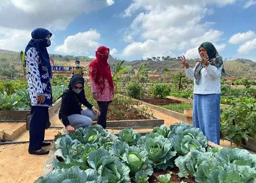 Kelompok Wanita Tani KWT Desa Tegaldowo manfaatkan lahar tidur untuk sayuran