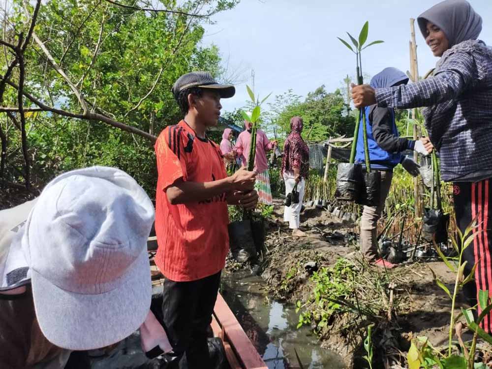 program rehabilitasi mangrove kkp